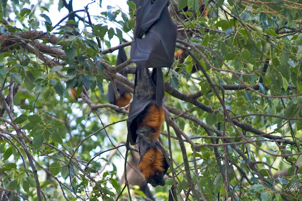 AustraliaEast 10  044